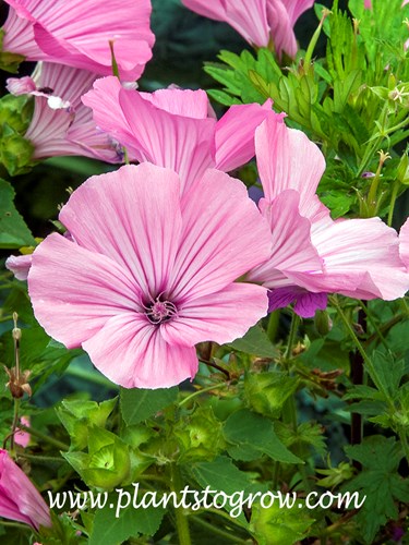 Novella Rose Tree Mallow
